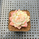 Echeveria 'Prism' Variegated 1" Succulent Plant Cutting