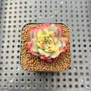 Echeveria 'Royal Chanel' Variegated 1" Succulent Plant Cutting