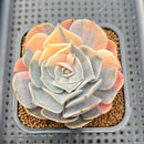 Echeveria 'Pollux' Variegated 2" Succulent Plant Cutting