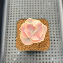 Echeveria 'Suyon' White Variegated 2" Succulent Plant Cutting