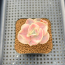 Echeveria 'Suyon' White Variegated 2" Succulent Plant Cutting