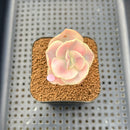 Echeveria 'Suyon' White Variegated 2" Succulent Plant Cutting