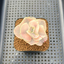 Echeveria 'Suyon' White Variegated 2" Succulent Plant Cutting