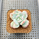 Echeveria 'Blue Bird' Mutant 2" Succulent Plant Cutting