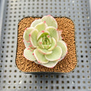 Echeveria 'Black Rose' Variegated 2" Succulent Plant Cutting