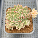Echeveria Agavoides 'Red Wine' Variegated 2"-3" Succulent Plant Cutting