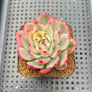 Echeveria Agavoides 'Purple Ebony' Variegated 2" Succulent Plant Cutting