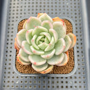 Echeveria 'Pink Champaign' Variegated 2" Succulent Plant Cutting
