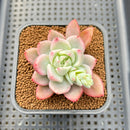 Echeveria 'Pink Champaign' Variegated 2" Succulent Plant Cutting