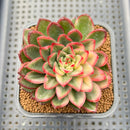 Echeveria Agavoides 'Red Tip' Variegated 2"-3" Succulent Plant Cutting
