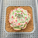 Echeveria Chihuahuaensis Lightly Variegated 2" Succulent Plant Cutting