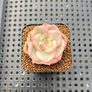 Echeveria Agavoides 'Rainbow' (무지개) Variegated 1" Succulent Plant Cutting
