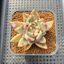 Echeveria Agavoides 'Agnes' Variegated 2"-3" Succulent Plant Cutting