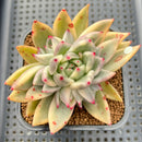 Echeveria Agavoides 'Agnes' Variegated 2"-3" Succulent Plant Cutting