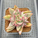 Echeveria Agavoides 'Agnes' Variegated 2" Succulent Plant Cutting