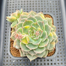 Echeveria Halbingeri Variegated 3"-4" Succulent Plant Cutting