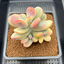 Cotyledon 'Orbiculata' Variegated 3"-4" Cluster Succulent Plant