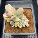 Cotyledon 'Orbiculata' Variegated 3"-4" Cluster Succulent Plant