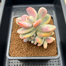 Cotyledon 'Orbiculata' Variegated 3"-4" Cluster Succulent Plant