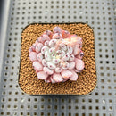 Echeveria Cuspidata var. Zaragozae 2" Succulent Plant Cutting