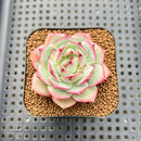 Echeveria 'Rubin' 2" Succulent Plant Cutting