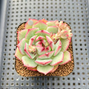 Echeveria 'Rubin' 2" Succulent Plant Cutting