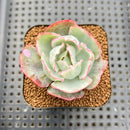 Echeveria 'Berkley Light' Variegated 2” Succulent Plant Cutting