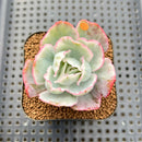 Echeveria 'Berkley Light' Variegated 2” Succulent Plant Cutting