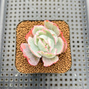 Echeveria 'Berkley Light' Variegated 2” Succulent Plant Cutting