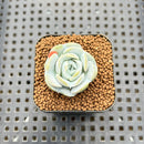 Echeveria 'Heart Angel' 1" Succulent Plant Cutting