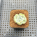 Echeveria 'Heart Angel' 1" Succulent Plant Cutting