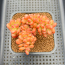 Sedum 'Lucidum Obesum' Crested 2" Succulent Plant Cutting