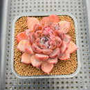 Echeveria 'Purple Stone' 2" Succulent Plant Cutting