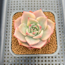 Echeveria Agavoides 'Chimera' Variegated 2" Succulent Plant Cutting