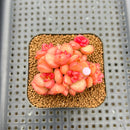 Echeveria 'Apple Blossom' 2" Cluster Succulent Plant Cutting