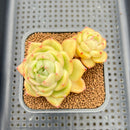 Echeveria sp. 3" Succulent Plant Cutting