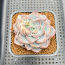 Echeveria 'Blue Wedding' 2"-3" New Hybrid Succulent Plant Cutting