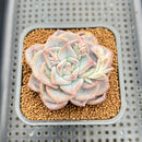 Echeveria 'Blue Wedding' 2"-3" New Hybrid Succulent Plant Cutting