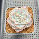 Echeveria 'Blue Wedding' 2"-3" New Hybrid Succulent Plant Cutting