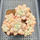 Graptopetalum 'Miul' 3"-4" Cluster Succulent Plant Cutting