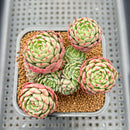 Echeveria 'Abbott' 2" Cluster Succulent Plant Cutting