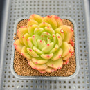 Echeveria 'Chanel' 2"-3" Succulent Plant Cutting