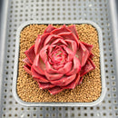 Echeveria sp. 2" Succulent Plant Cutting