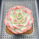 Echeveria 'Pumpkin' 3"-4 Succulent Plant Cutting