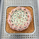 Echeveria 'Starlight' Zaragoza Hybrid 2"-3" New Hybrid Succulent Plant Cutting