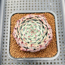 Echeveria 'Starlight' Zaragoza Hybrid 2"-3" New Hybrid Succulent Plant Cutting