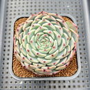 Echeveria 'Starlight' Zaragoza Hybrid 2"-3" New Hybrid Succulent Plant Cutting