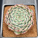 Echeveria 'Starlight' Zaragoza Hybrid 2"-3" New Hybrid Succulent Plant Cutting