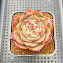 Echeveria Agavoides 'Space Rose' 2"-3" New Hybrid Succulent Plant Cutting