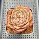 Echeveria Agavoides 'Space Rose' 2"-3" New Hybrid Succulent Plant Cutting